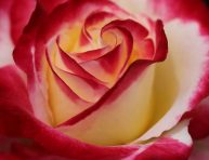 imagen Consejos para cultivar una rosa de Osiria
