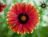 imagen La Gaillardia o flor combinada