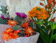 imagen Aspergillus Alliaceus: hongo que ataca a los cactus