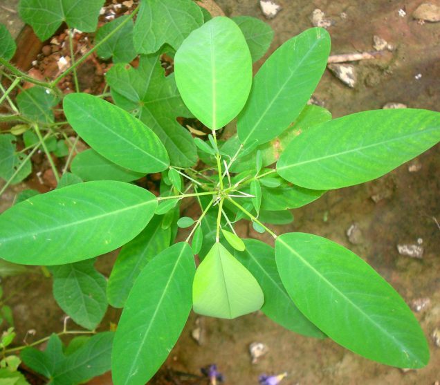 planta del telegrafo