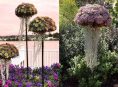 imagen Convierte tu jardín con estas suculentas en forma de medusas