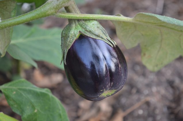 imagen Pudrición del fruto de la berenjena