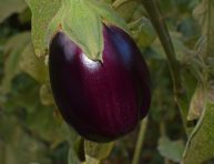 imagen Cómo cultivar berenjenas en el interior