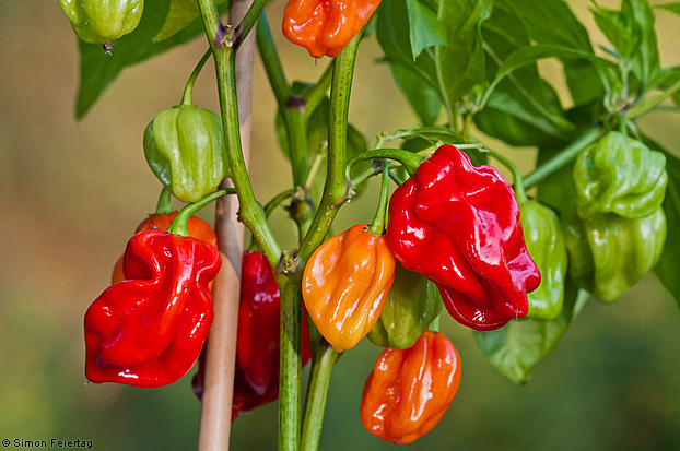 chile habanero