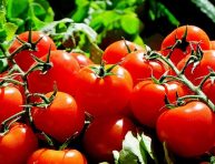 imagen Cómo y cuándo usar fertilizantes en el cultivo de tomate