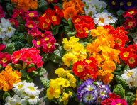 imagen Plantas con flores de primavera que ya están en los viveros