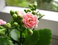 imagen Aprovecha septiembre para cultivar esquejes de kalanchoe