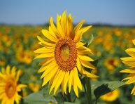 imagen 8 girasoles sin polen que puedes cultivar en tu jardín