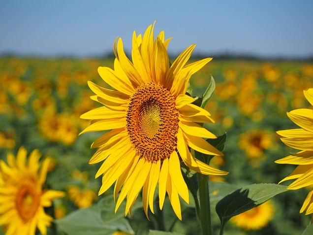 8 girasoles sin polen que puedes cultivar en tu jardín