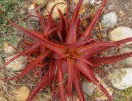 imagen Descubre al aloe vera rojo (aloe cameronii)