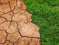 imagen Cómo hacer que un jardín prospere en clima seco