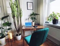 imagen Plantas de interior para oficinas en casa