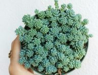 imagen Cuidados del Sedum Major