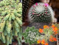 imagen 7 suculentas con flores hermosas