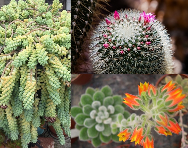 7 suculentas con flores hermosas