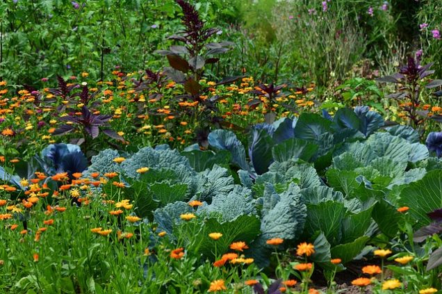 Razones por las que deberías cultivar flores en tu huerto