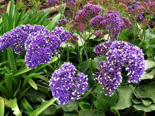 Conociendo a la lavanda marina