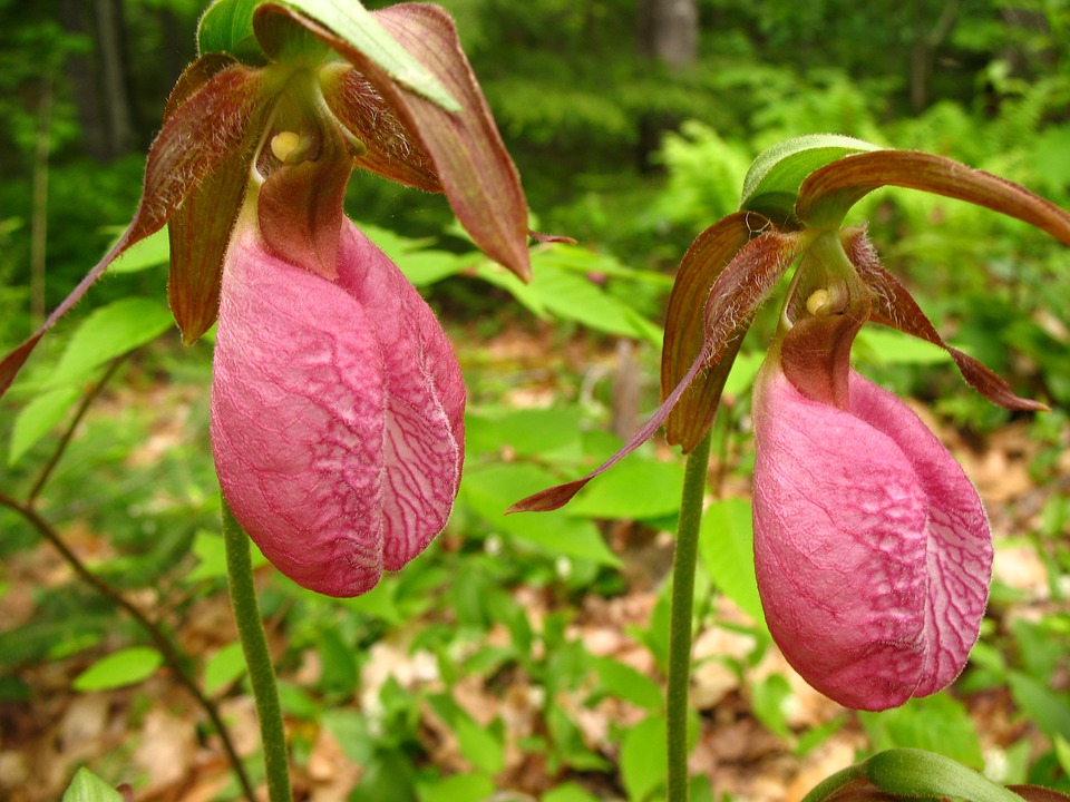 Cómo cultivar la orquídea zapatilla de dama (Cypripedium)?