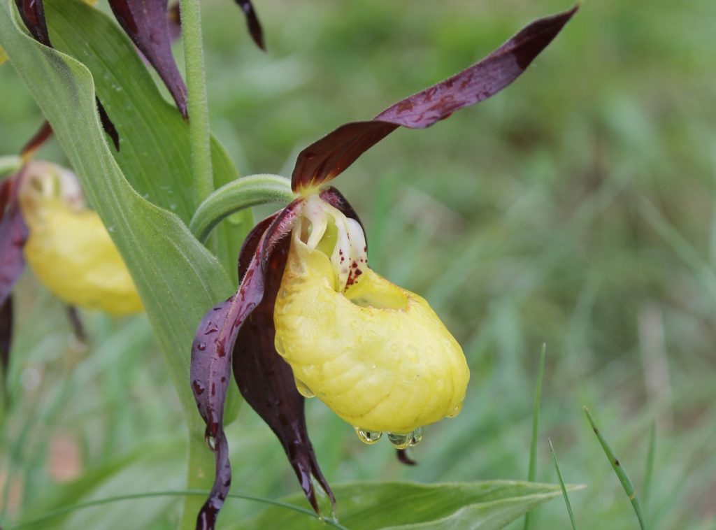 ¿Cómo cultivar la orquídea zapatilla de dama (Cypripedium)?
