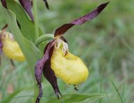 imagen ¿Cómo cultivar la orquídea zapatilla de dama (Cypripedium)?