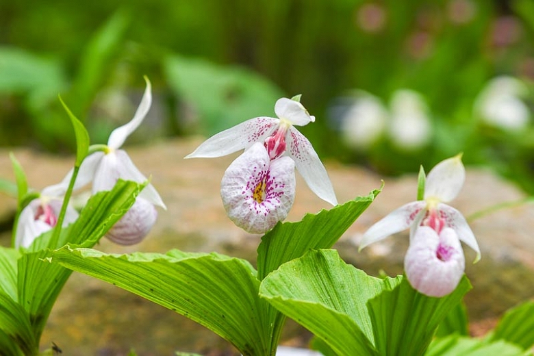 Cómo cultivar la orquídea zapatilla de dama (Cypripedium)?