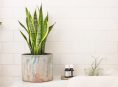 imagen 10 plantas de interior para baños