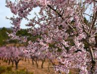 imagen Cómo cultivar un almendro