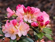 imagen Guía sobre plantas ericáceas y tipos de suelo