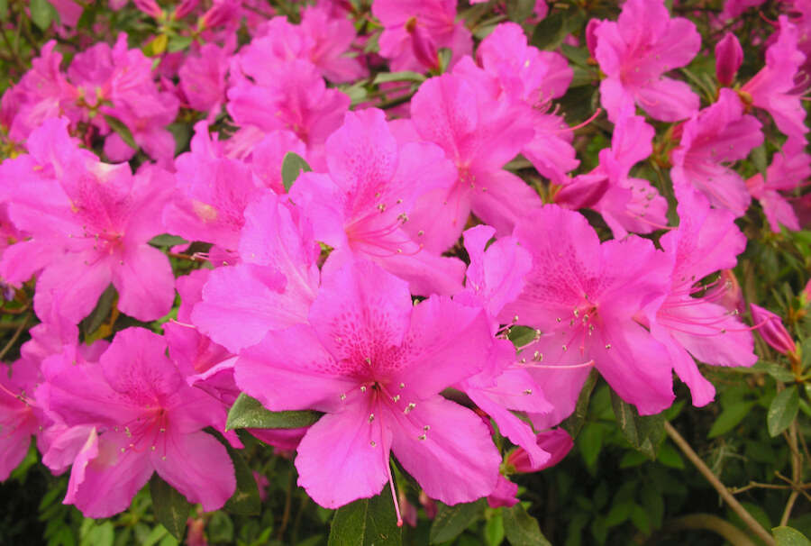 Azaleas y Rododendros | Guía de Jardinería