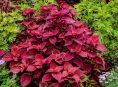 imagen 5 plantas perennes amantes de la sombra