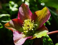imagen 5 flores y arbustos que florecen en invierno