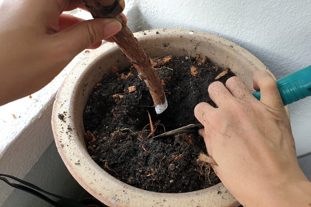 Plantas para propagar a partir de esquejes de madera dura