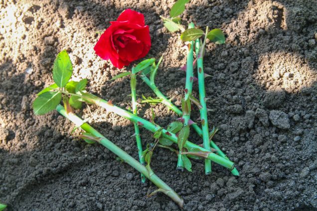 Plantas para propagar a partir de esquejes de madera dura