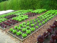 imagen Ideas para cultivar muchos alimentos en un huerto