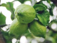 imagen ¿Por qué los limones se mantienen verdes en la planta?