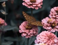 imagen Cómo atraer abejas y mariposas al jardín