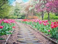 imagen Que plantar en otoño para tener un jardín primaveral