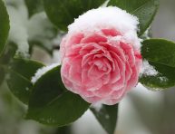 imagen Cómo planificar un jardín en invierno