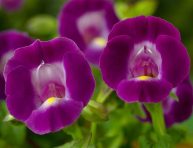 imagen Conoce a la flor de Wishbone o espoleta