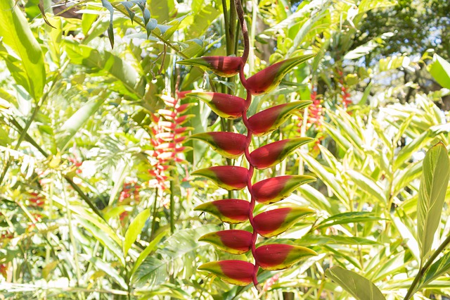 Heliconia, flor tropical pariente de los plátanos