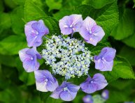 imagen Cultivo de la hortensia lacecap