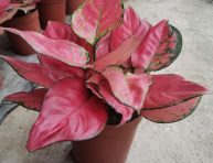 imagen Tendencia de plantas de interior para el 2021