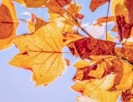 imagen 3 maneras de usar las hojas de otoño en el jardín