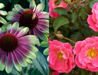 imagen Nuevas plantas con flores para tu jardín