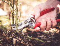 imagen Cómo podar tus plantas para prepararlas para la primavera