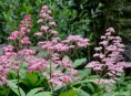 imagen Rodgersia, una planta hermosa ideal para un estanque