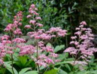 imagen Rodgersia, una planta hermosa ideal para un estanque