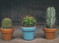 imagen 5 cactus grandes para cultivar en el interior