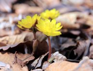 imagen Características y cuidados de la planta Adonis Amurensis