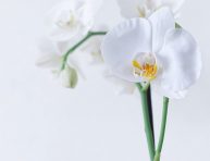 imagen Consejos para comprar orquídeas saludables